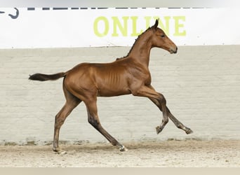Zangersheider, Stallion, Foal (06/2025)