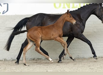 Zangersheider, Stallion, 