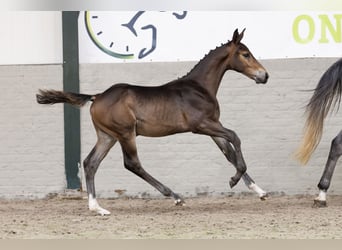 Zangersheider, Stallion, 