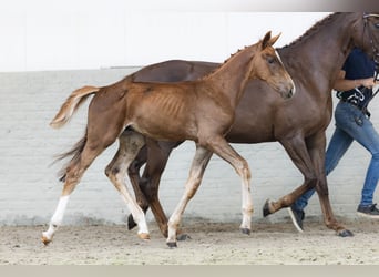 Zangersheider, Stallion, 