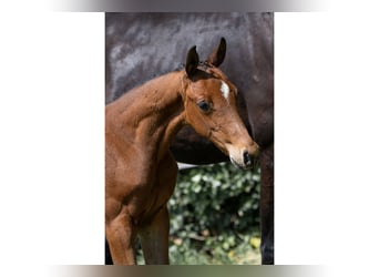 Zangersheider, Stallion, 