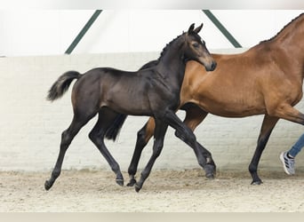 Zangersheider, Stallion, Foal (04/2025)