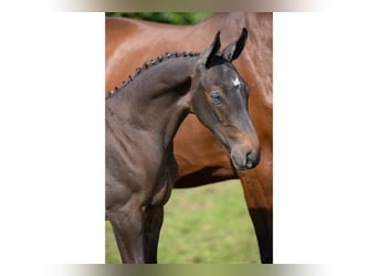 Zangersheider, Stallion, Foal (07/2025)