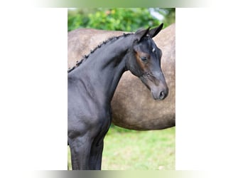 Zangersheider, Stallion, Foal (05/2025)