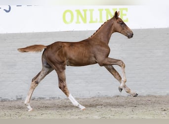 Zangersheider, Stallion, 
