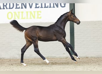 Zangersheider, Stallion, Foal (03/2025)