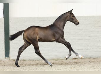 Zangersheider, Stallion, Foal (05/2025)