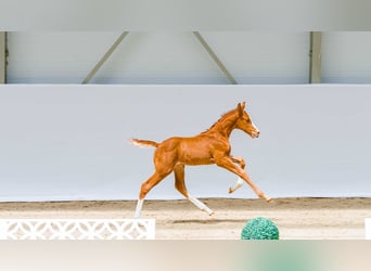 Zangersheider, Stallion, Foal (05/2026)
