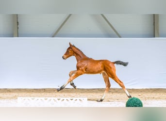 Zangersheider, Stallion, Foal (05/2026)