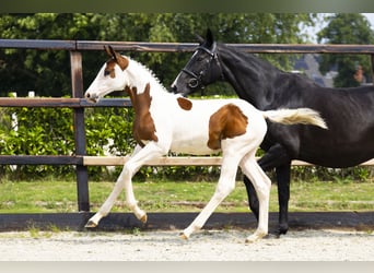 Zangersheider, Stallion, Foal (04/2025)
