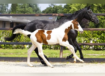 Zangersheider, Stallion, Foal (04/2025)