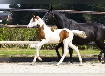 Zangersheider, Stallion, Foal (04/2025)