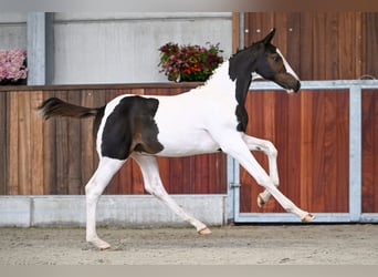 Zangersheider, Stallion, Foal (05/2025)