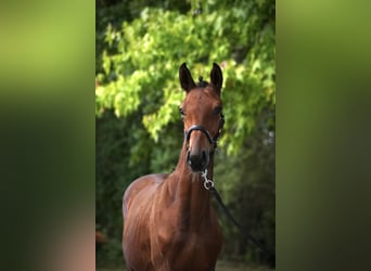Zangersheider, Stallion, Foal (01/2026)