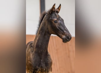 Zangersheider, Stallion, Foal (04/2025), Smoky-Black