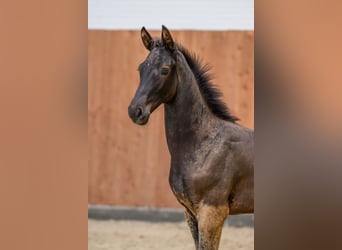 Zangersheider, Stallion, Foal (04/2025), Smoky-Black