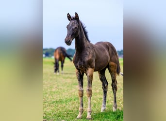 Zangersheider, Stallion, Foal (04/2025), Smoky-Black