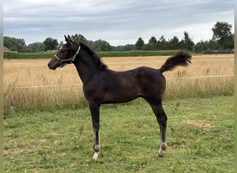 Zangersheider, Stallion, Foal (04/2025), Smoky-Black