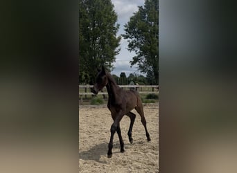 Zangersheider, Stallion, , Smoky-Black