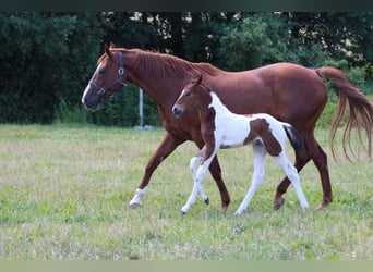 Zangersheider Mix, Stallion, Foal (06/2026), Tobiano-all-colors