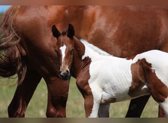 Zangersheider Mix, Stallion, Foal (06/2026), Tobiano-all-colors