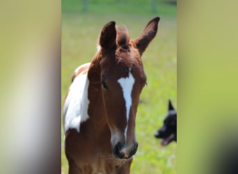 Zangersheider Mix, Stallion, Foal (06/2026), Tobiano-all-colors