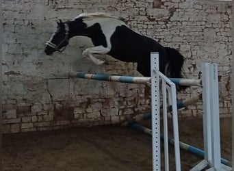 Zangersheider, Stallion, 3 years, 16 hh, Pinto