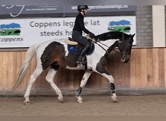 Zangersheider, Stallion, 12 years, 16 hh, Pinto