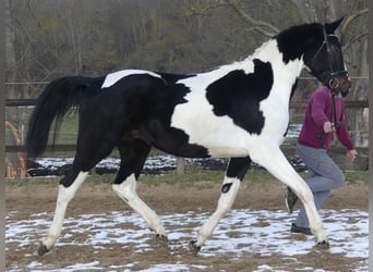 Zangersheider, Stallion, 3 years, 16,2 hh, Tobiano-all-colors