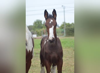 Zangersheider, Stallion, 10 years, 16.2 hh, Tobiano-all-colors