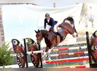 Zangersheider, Stallion, 10 years, 16.2 hh, Tobiano-all-colors