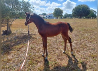 Zangersheider, Stallion, 10 years, 16.2 hh, Tobiano-all-colors