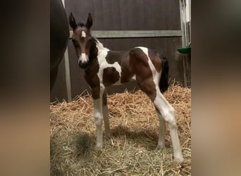 Zangersheider, Stallion, 10 years, 16.2 hh, Tobiano-all-colors