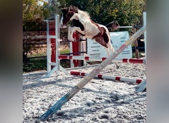 Zangersheider, Stallion, 10 years, 16.2 hh, Tobiano-all-colors