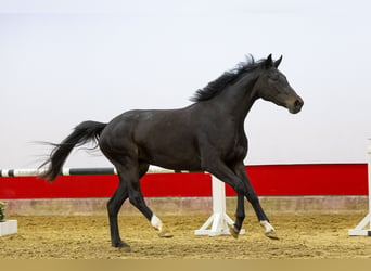 Zangersheider, Sto, 3 år, 167 cm, Rökfärgad svart