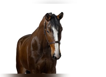 Zangersheider, Sto, 3 år, 170 cm, Mörkbrun