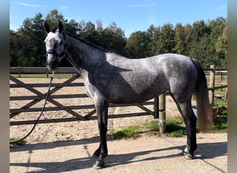 Zangersheider, Sto, 3 år, Gråskimmel