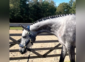 Zangersheider, Sto, 3 år, Gråskimmel