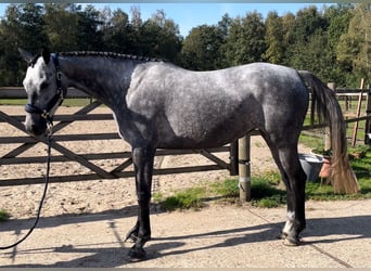 Zangersheider, Sto, 3 år, Gråskimmel