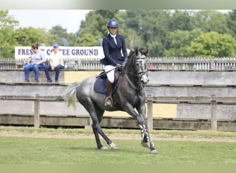 Zangersheider, Stute, 7 Jahre, Schimmel