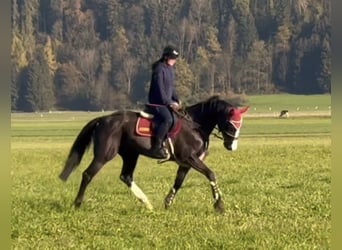 Zangersheider, Sto, 8 år, 166 cm, Svart