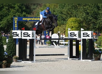 Zangersheider, Sto, Föl (04/2023), 175 cm, Rökfärgad svart