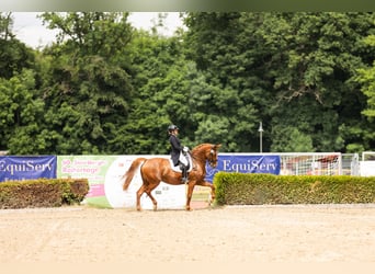 Zangersheider, Stute, 10 Jahre, 166 cm, Fuchs