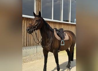 Zangersheider Mix, Stute, 10 Jahre, 167 cm, Brauner