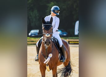 Zangersheider, Stute, 10 Jahre, 168 cm, Brauner