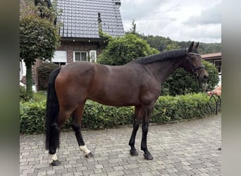 Zangersheider, Stute, 10 Jahre, 168 cm, Dunkelbrauner