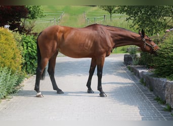 Zangersheider, Stute, 10 Jahre, 169 cm, Hellbrauner