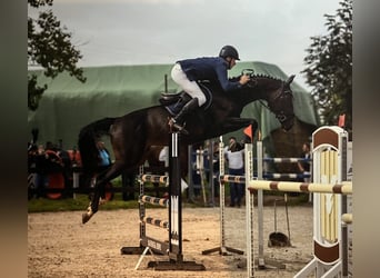 Zangersheider, Stute, 10 Jahre, 170 cm, Schwarzbrauner