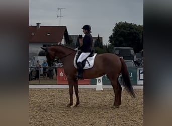 Zangersheider, Stute, 10 Jahre, 172 cm, Dunkelfuchs