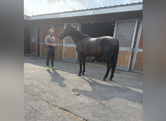 Zangersheider, Stute, 10 Jahre, 172 cm, Falbe